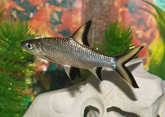 Premium Quality Fishes In Very Reasonable PricesWhatsapp: 03705102067 — photo 7