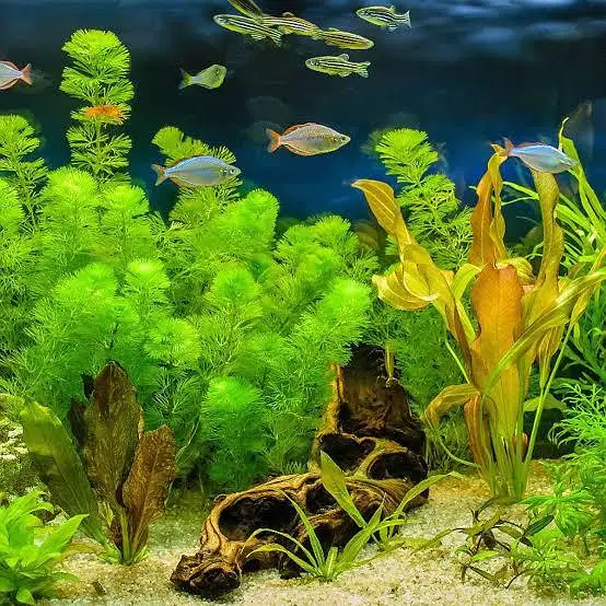 Premium Quality Fishes In Very Reasonable PricesWhatsapp: 03705102067 — photo 8
