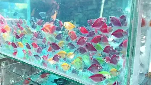Premium Quality Fishes In Very Reasonable PricesWhatsapp: 03705102067 — photo 9