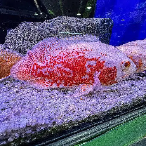 Premium Quality Fishes In Very Reasonable PricesWhatsapp: 03705102067 — photo 12