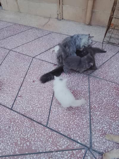 persian cat