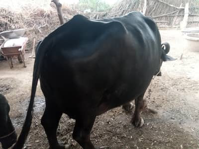 بھینس