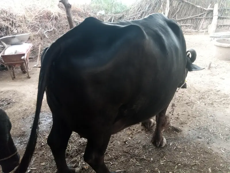بھینس