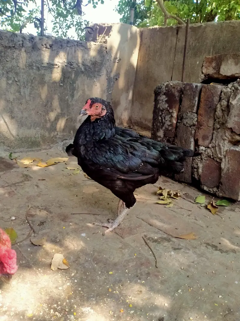 aseel pair — photo 2