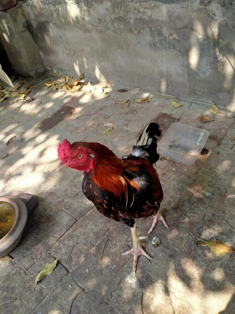 aseel pair — photo 3