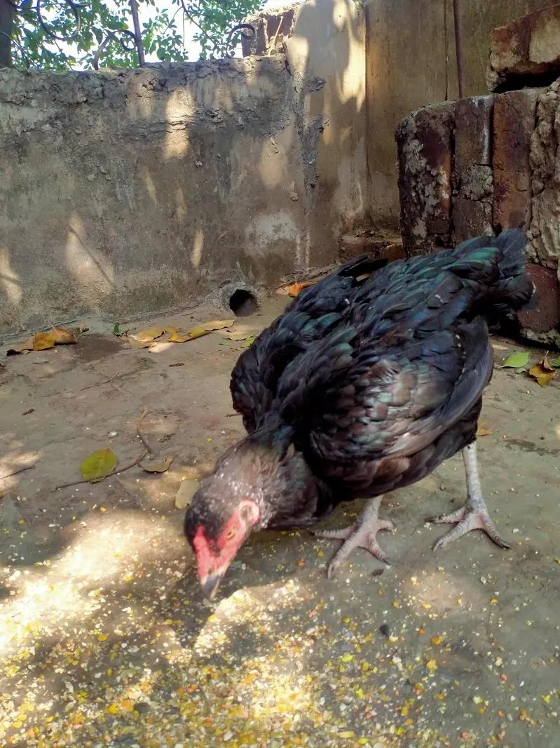 aseel pair — photo 4