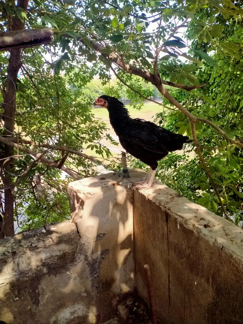 aseel pair — photo 5