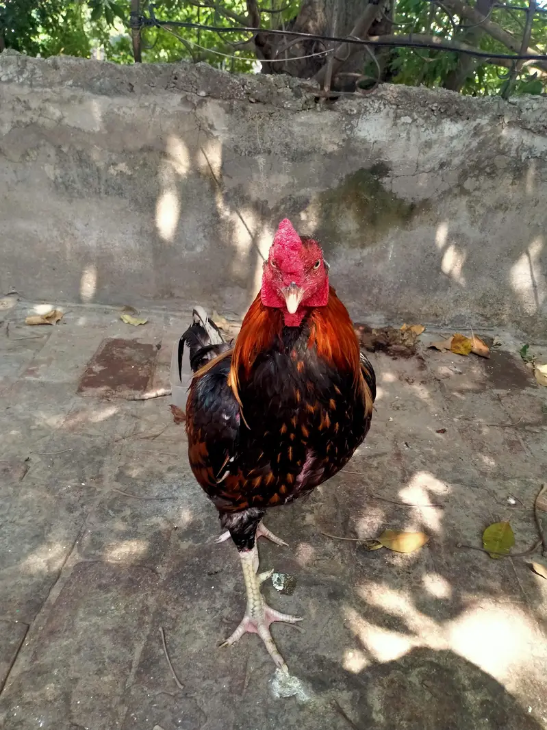 aseel pair — photo 7