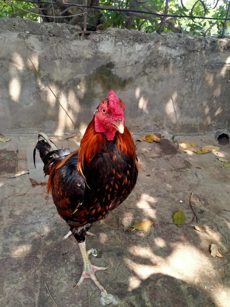 aseel pair — photo 8
