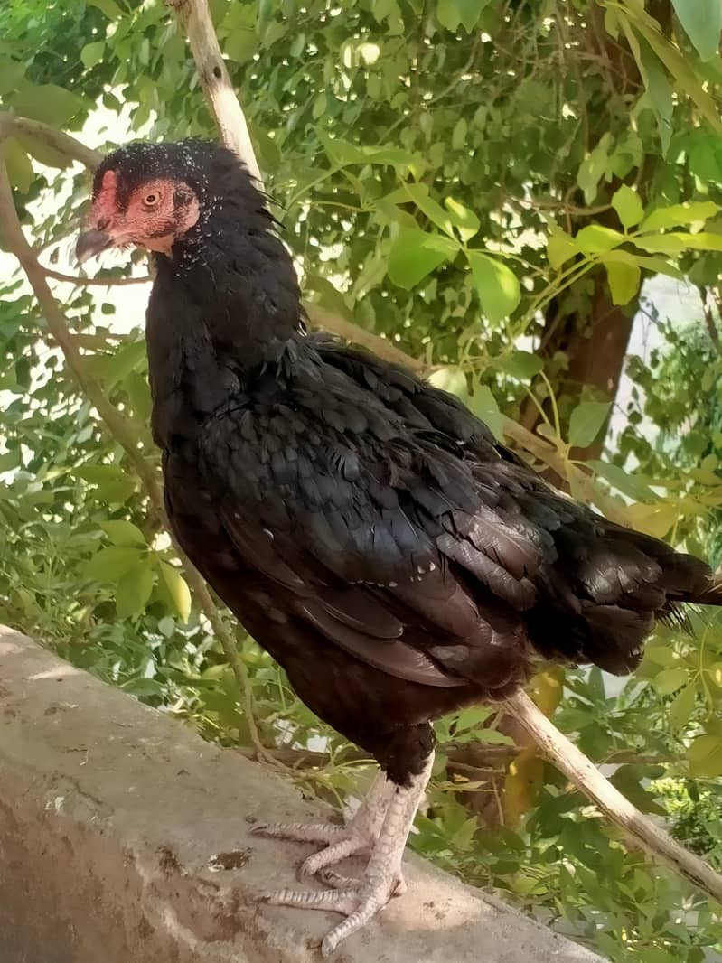 aseel pair 9