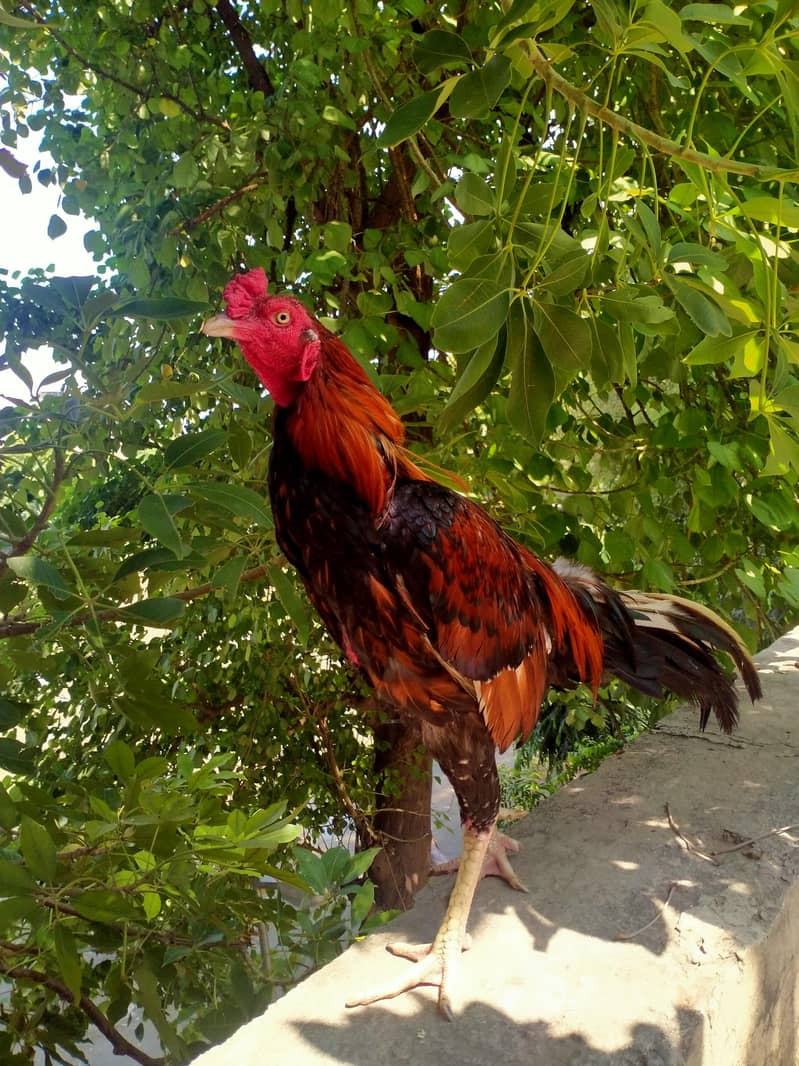 aseel pair 12