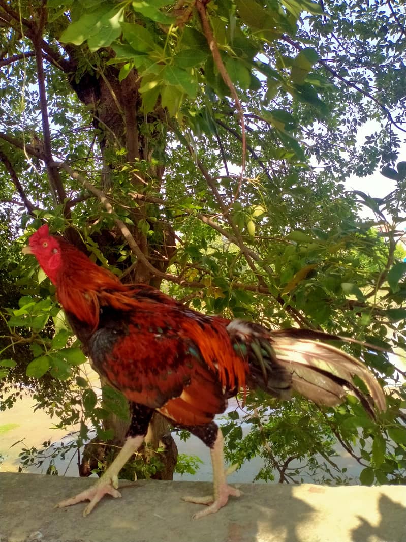 aseel pair 13