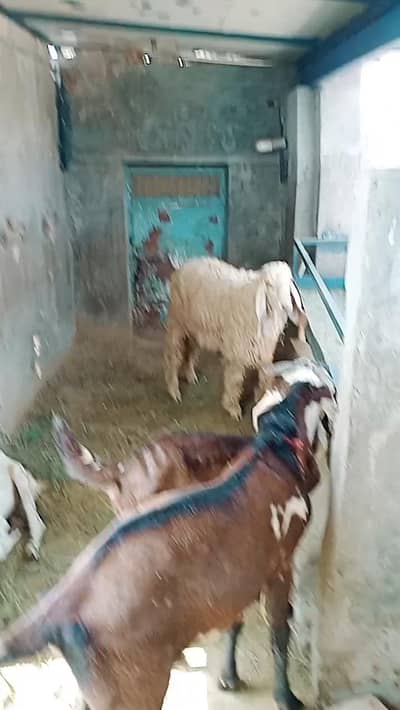 2 Female Desi Goats | 2 Dant | dogli bakri | Home Breed goat