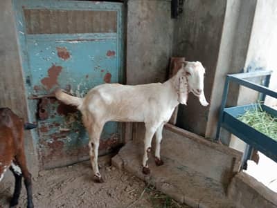 2 Female Desi Goats | 2 Dant | dogli bakri | Home Breed goat
