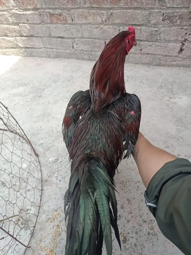 بہترین کوالٹی اصیل مرغا برائے فروخت - خوبصورت اور ایکٹیو — photo 2