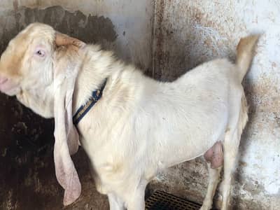 Breeder pure gulabi bakra with 2 female 2 kids
