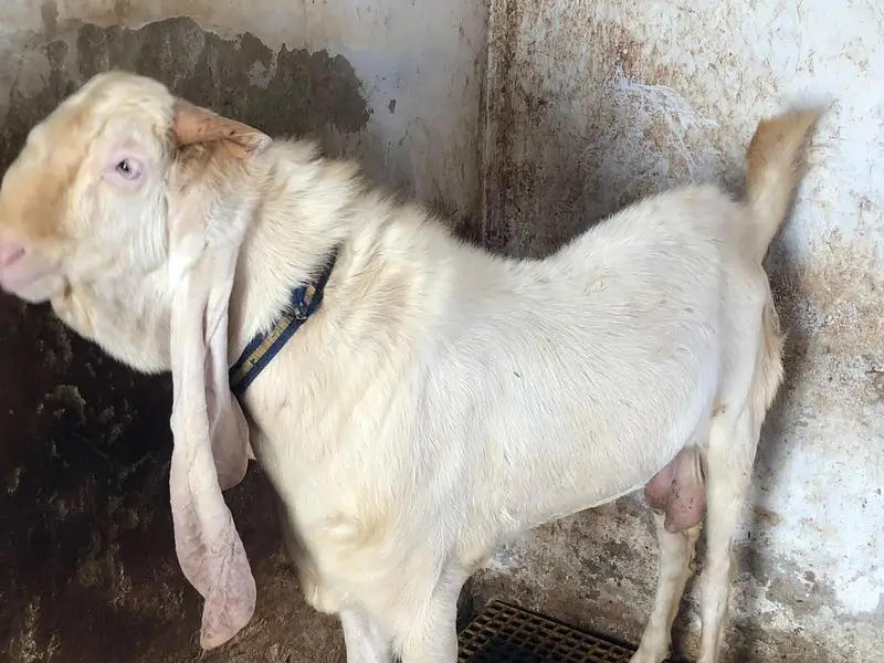 Breeder pure gulabi bakra with 2 female 2 kids