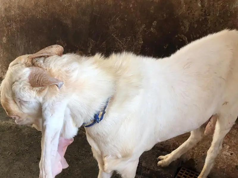 Breeder pure gulabi bakra with 2 female 2 kids — photo 2