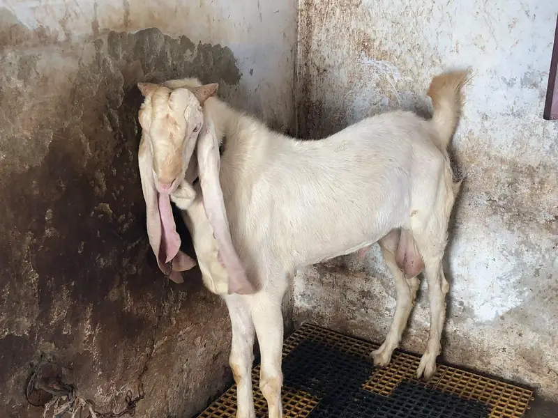 Breeder pure gulabi bakra with 2 female 2 kids — photo 3