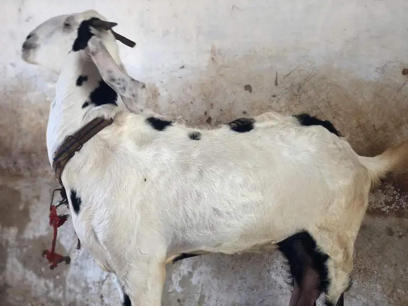 Breeder pure gulabi bakra with 2 female 2 kids — photo 4