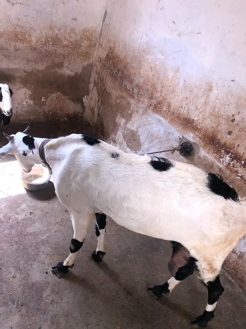 Breeder pure gulabi bakra with 2 female 2 kids — photo 5