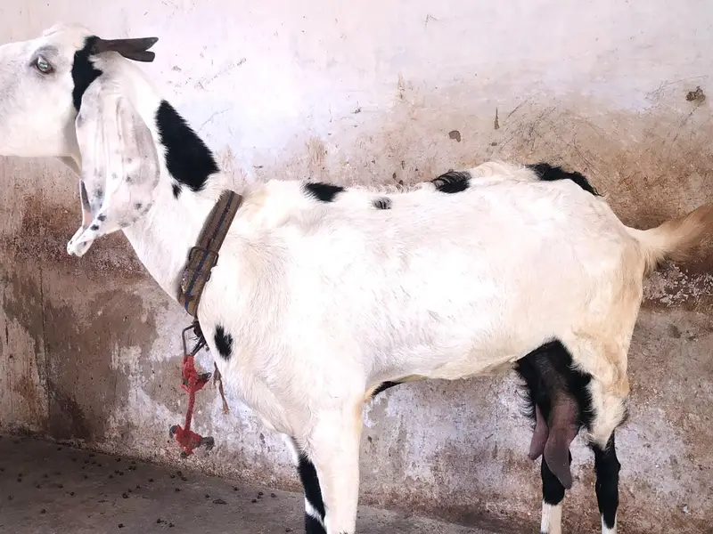 Breeder pure gulabi bakra with 2 female 2 kids — photo 6