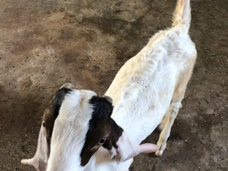 Breeder pure gulabi bakra with 2 female 2 kids — photo 7