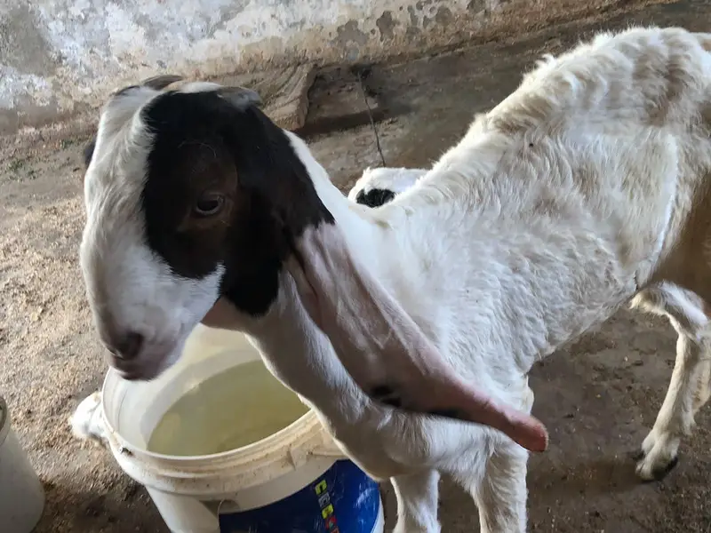 Breeder pure gulabi bakra with 2 female 2 kids — photo 8