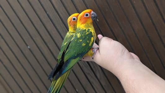 Hand tamed 0-Bite | Monks, Ringnecks, Sun Conures, Kashmiri Pahari Etc