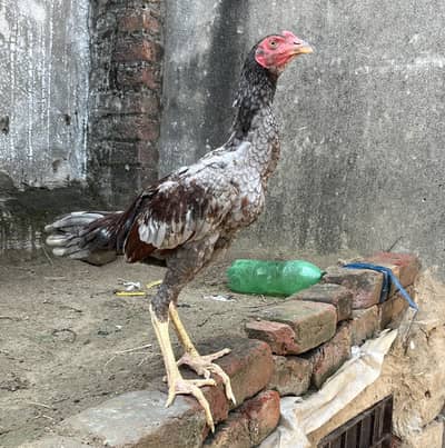 Aseel thai cross male