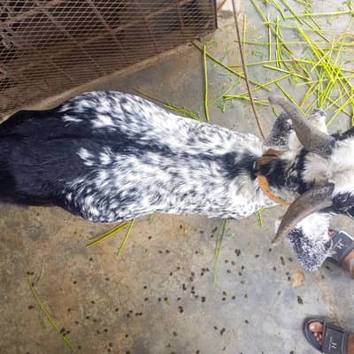Makha China print bakri