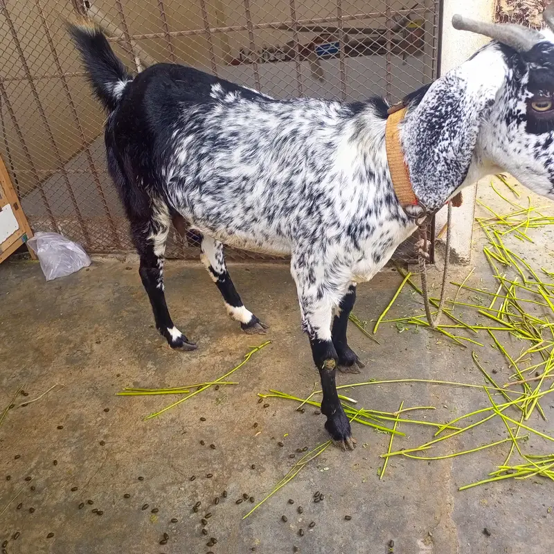 Makha China print bakri — photo 2