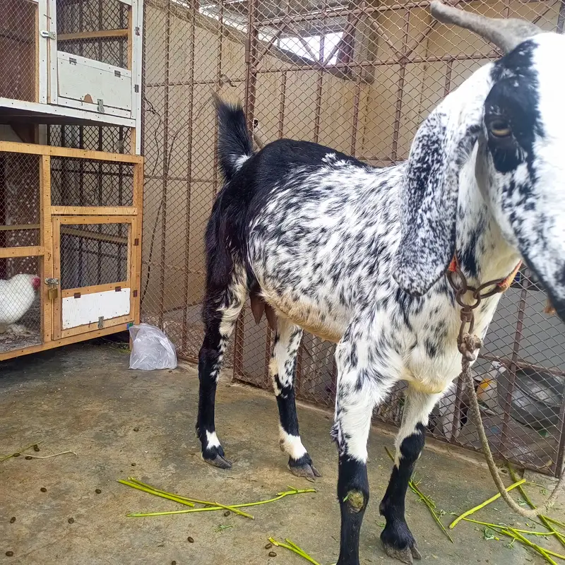 Makha China print bakri — photo 3