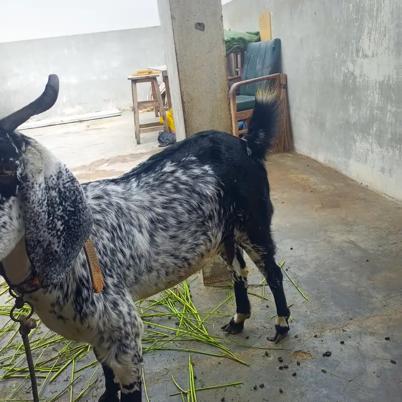 Makha China print bakri — photo 4