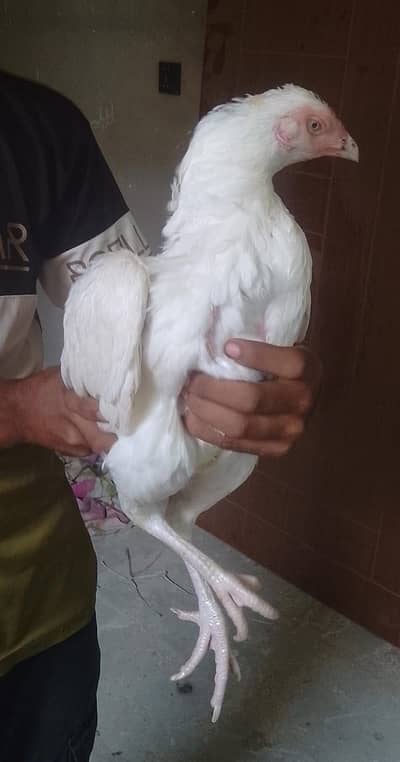 Aseel paper white murgiyan for sale