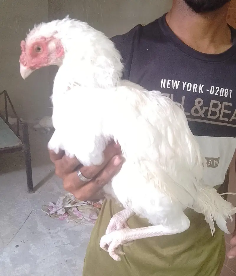 Aseel paper white murgiyan for sale — photo 2