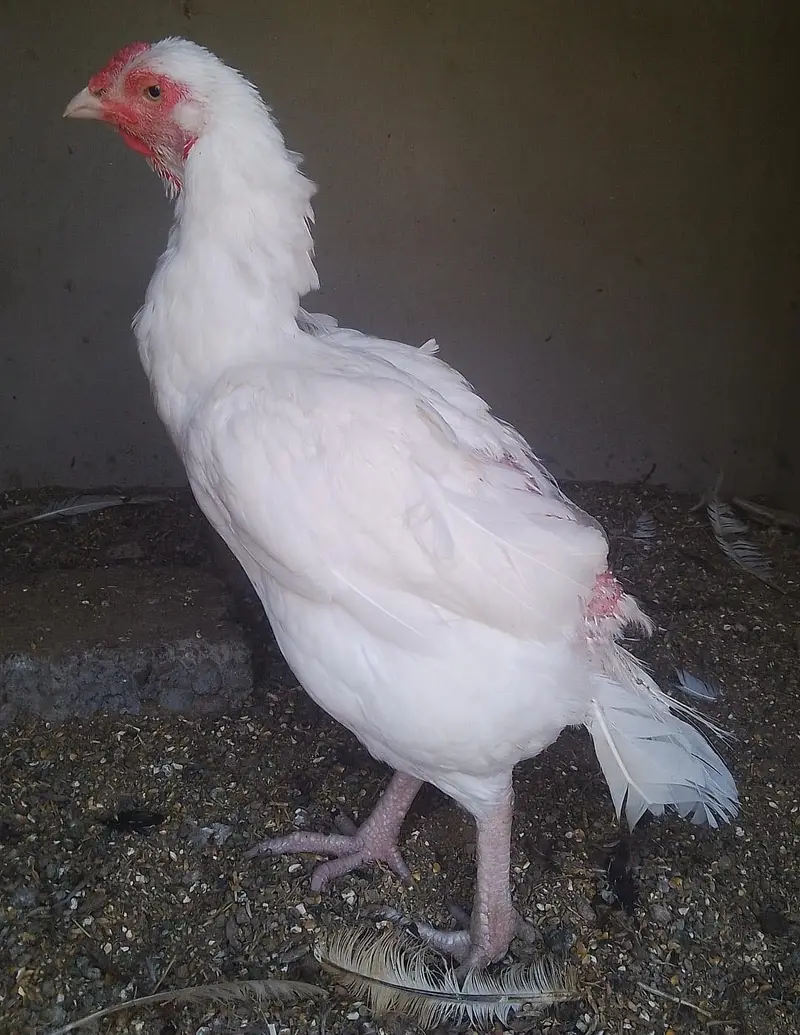 Aseel paper white murgiyan for sale — photo 3