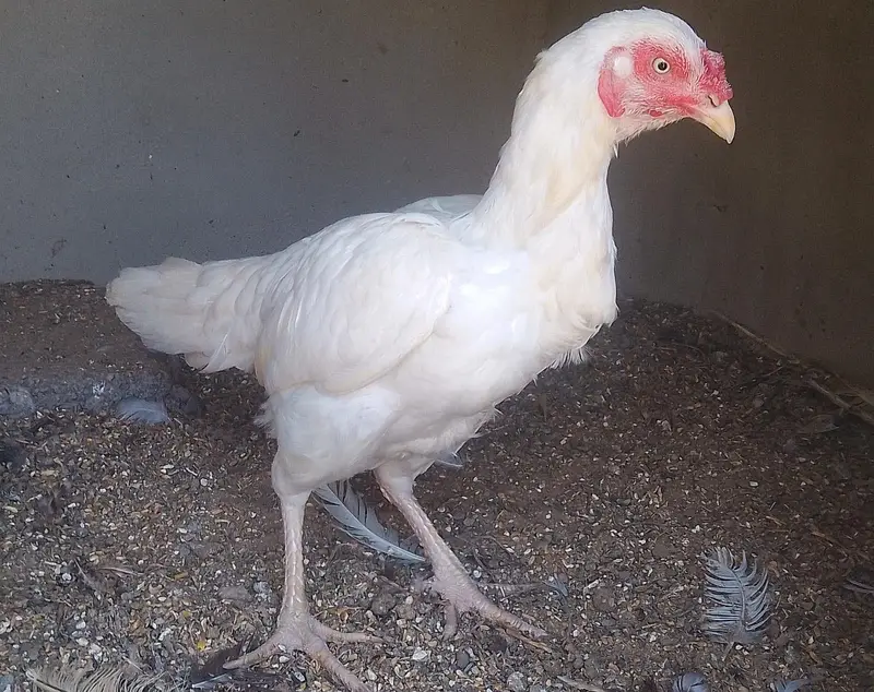 Aseel paper white murgiyan for sale — photo 4