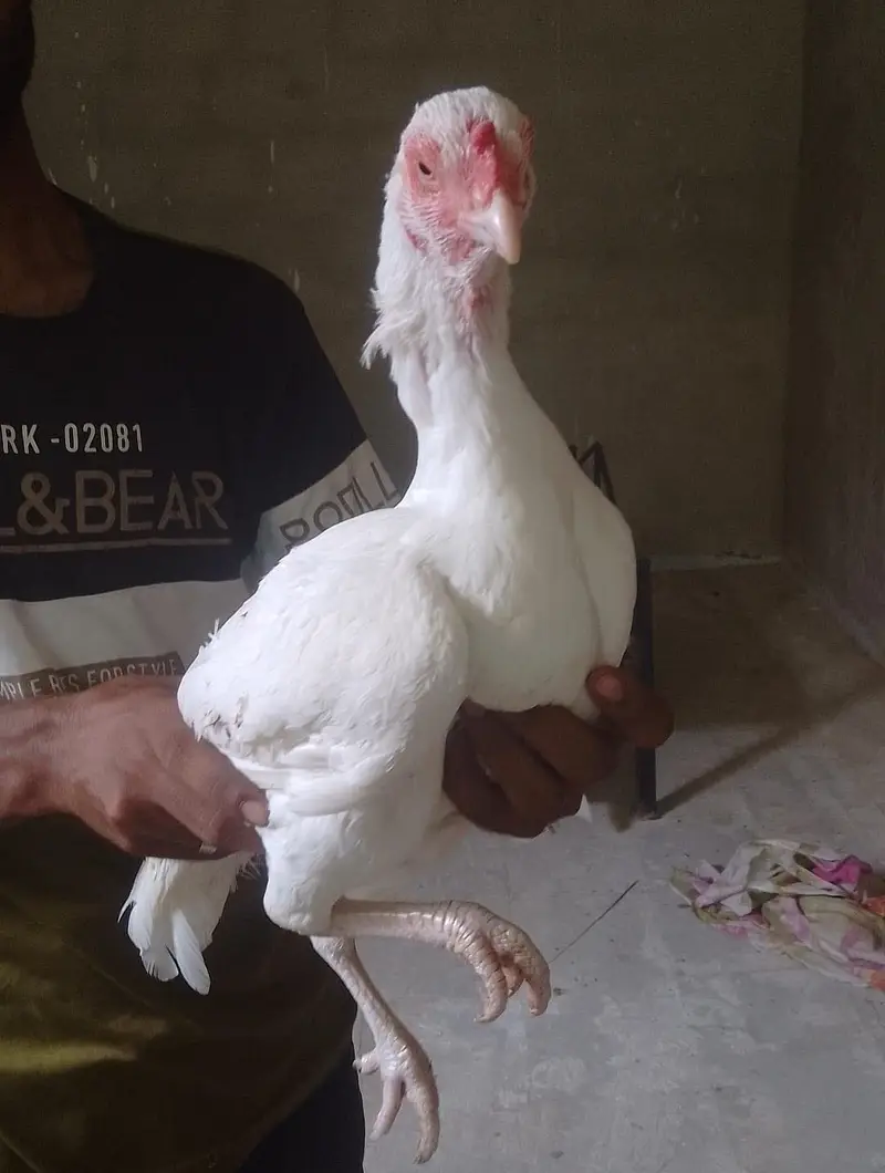 Aseel paper white murgiyan for sale — photo 5