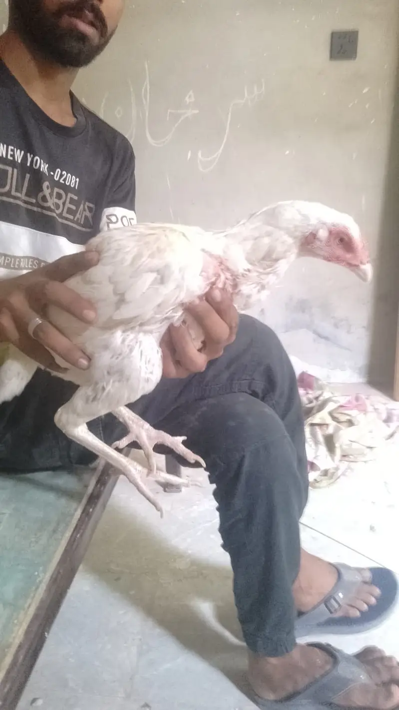 Aseel paper white murgiyan for sale — photo 6
