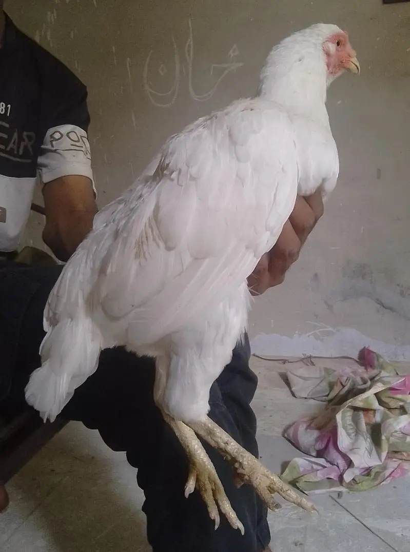 Aseel paper white murgiyan for sale — photo 7