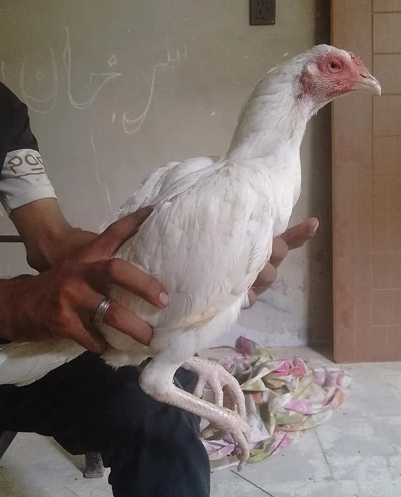 Aseel paper white murgiyan for sale — photo 8