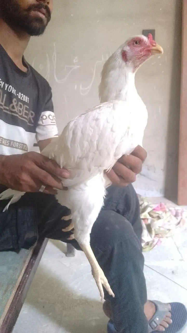 Aseel paper white murgiyan for sale — photo 9