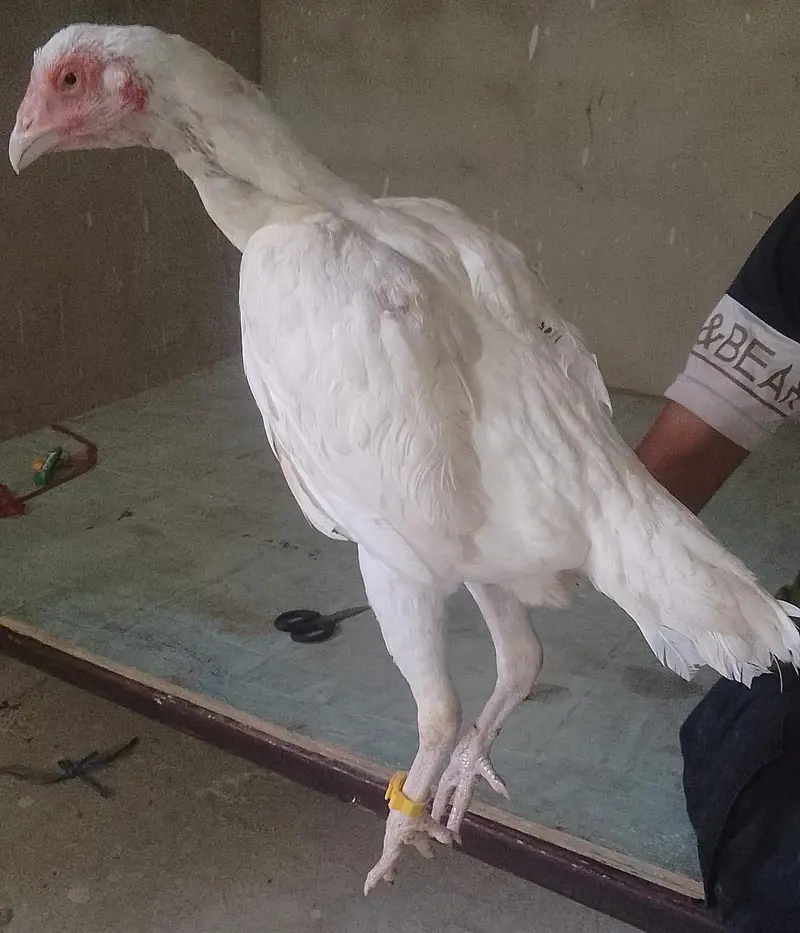 Aseel paper white murgiyan for sale — photo 10