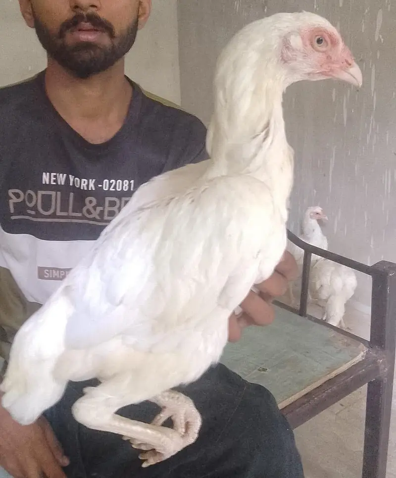 Aseel paper white murgiyan for sale — photo 11