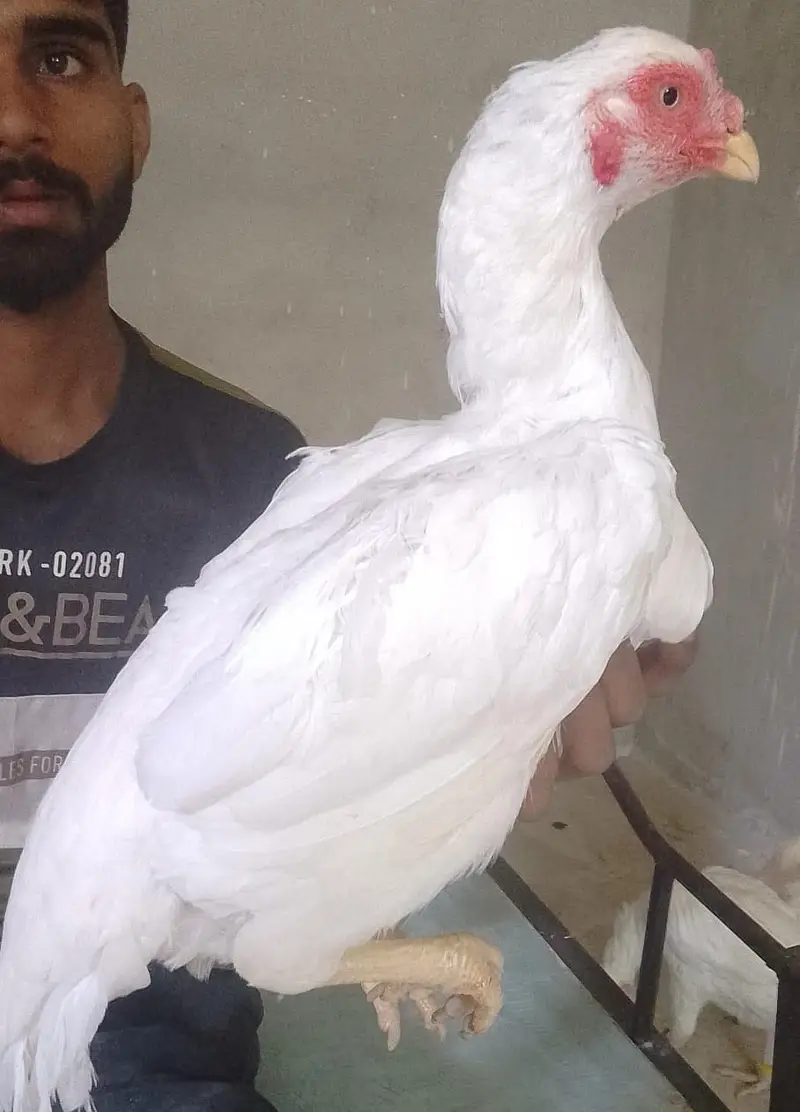 Aseel paper white murgiyan for sale — photo 12