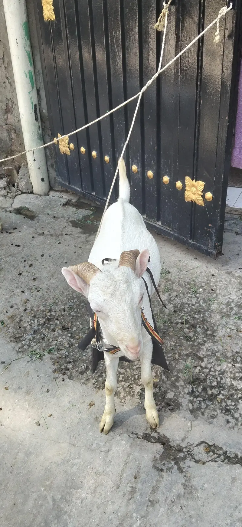Tedda Pair Doonda — photo 2