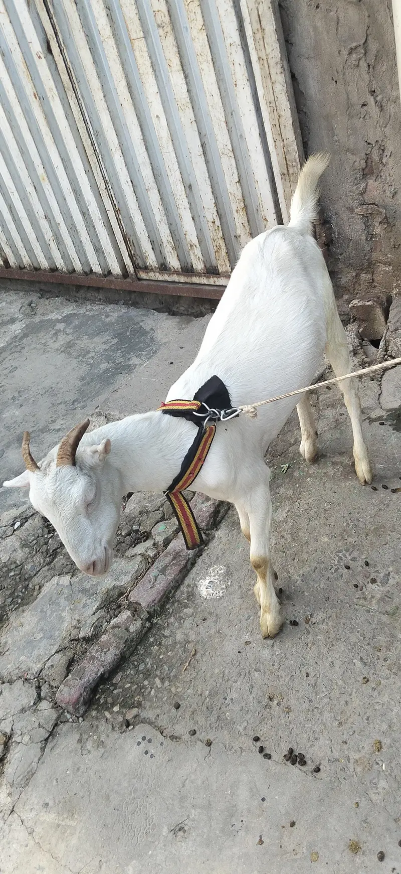 Tedda Pair Doonda — photo 3