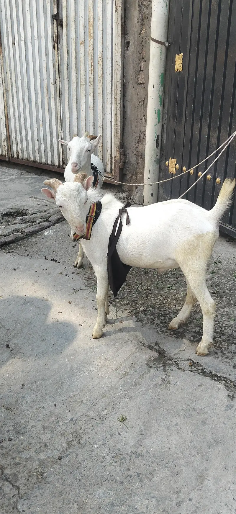 Tedda Pair Doonda — photo 4