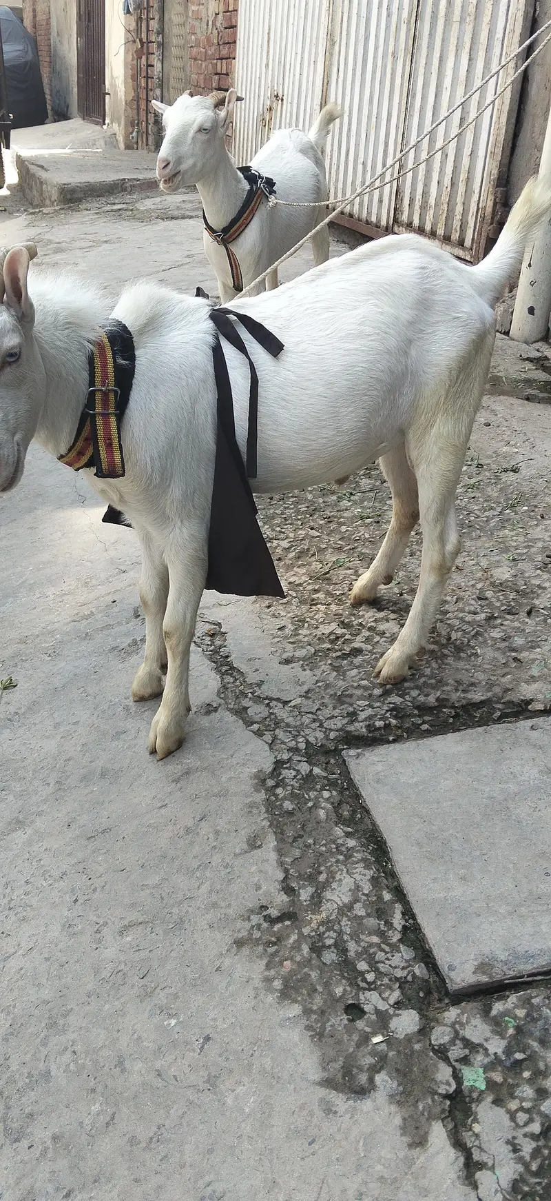 Tedda Pair Doonda — photo 6